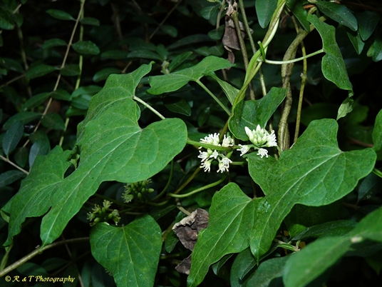 {Cynanchum laeve}